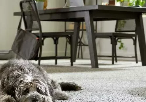 Pet friendly carpet