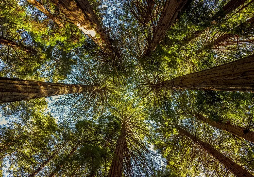 Trees