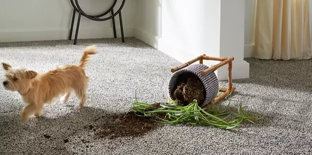 Mud stains carpet cleaning